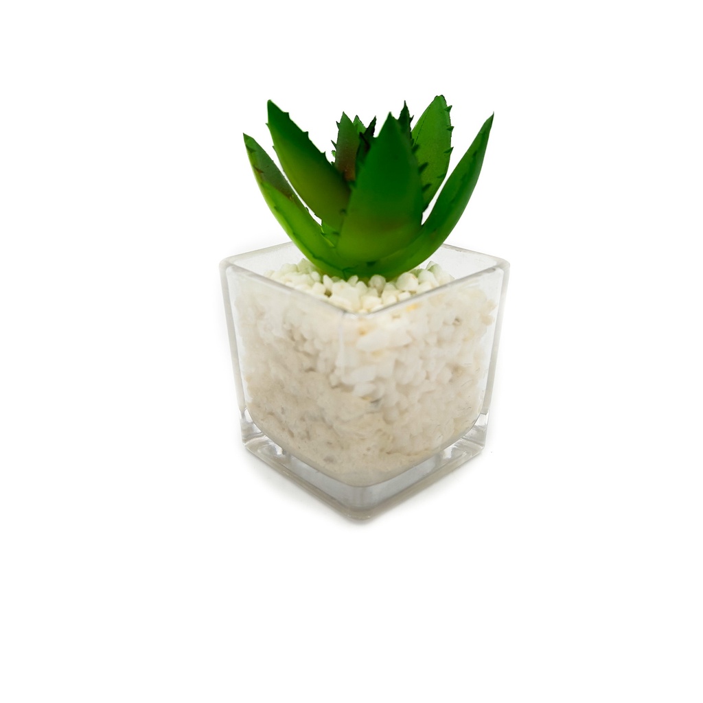 Suculenta clara base vidrio 9cm